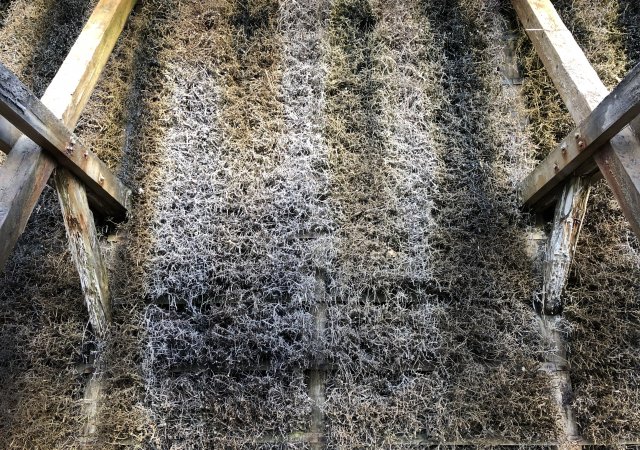 Die Gradierwand – Reisig des Schwarzdorns